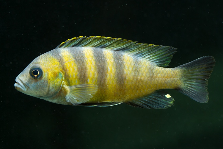 Maylandia sp. 'mbweca'